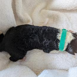 Collie Puppies from Jordan Creek Collies