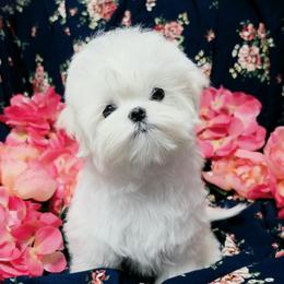 Rumi - White and lemon female Maltese puppy in Fresno, California from Soua's Pups