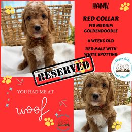 Hank - Red  Goldendoodle puppy in Raceland, Louisiana from Cajun Doodles