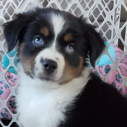 Miniature Australian Shepherd Puppies from Potomac River Aussies