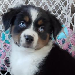 Miniature Australian Shepherd Puppies from Potomac River Aussies