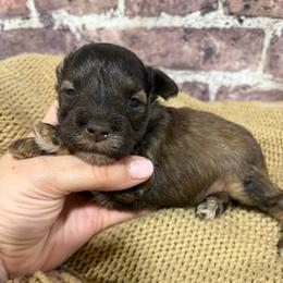 Beaux - Liver male Miniature Schnauzer puppy in Lufkin, Texas from C&K’s Schnauzer House