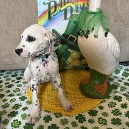 Kevin Jonas - White and black male Dalmatian puppy in Fort Cavasos, Texas from Mainstreet Dalmation