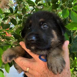 German Shepherd Puppies from Freitag Kennels