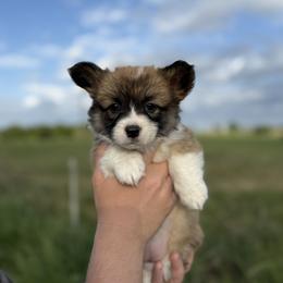 Jo - Black (Fluffy with tail) - Sable female Pembroke Welsh Corgi puppy in Milan, Georgia from Williams’ Welsh Corgis LLC