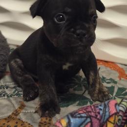 Don - Brindle male French Bulldog puppy in Windsor, Colorado from NOCO French Bulldogs