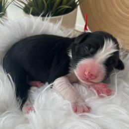 Carlsbad - White and black male Bordoodle puppy in Valley Center, California from Circle R Valley Bordoodls
