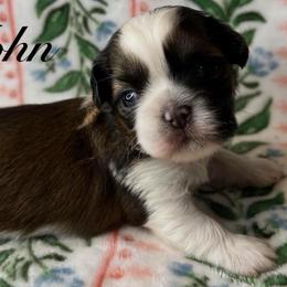John - Gold and white male Shih Tzu puppy in Hemet, California from Aloha Shih Tzu