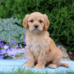 Cavapoo Puppies from Jessie's Puppies