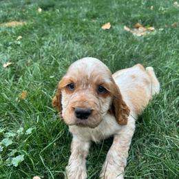 Frankie - Lemon and white male English Springer Spaniel puppy in Coeur D'alene, Idaho from Springer Hollow