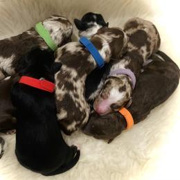 Australian Mountain Doodle, Bernedoodle, and Goldendoodle Puppies from Wynterwood Doodles