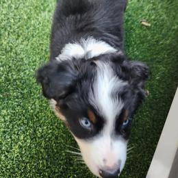 Miniature Australian Shepherd Puppies from M&M Aussies