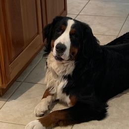 Duke - Bernese Mountain Dog