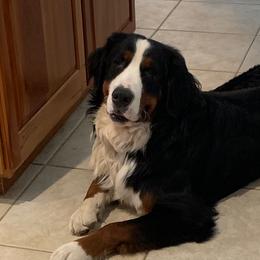 Duke - Bernese Mountain Dog