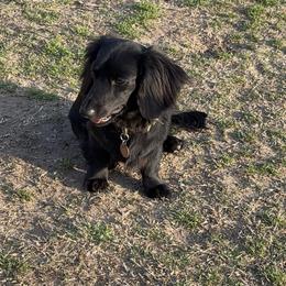 Rambo - Dachshund