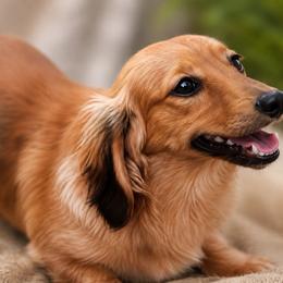 Maggie - Red female Dachshund puppy in Pleasant Plains, Arkansas from JGBs Silver Spur Dachshunds