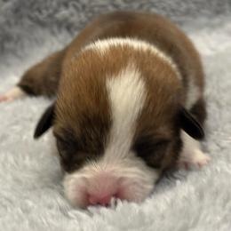 Female 1 - Red female Pembroke Welsh Corgi puppy in Stephenville, Texas from Rising JM Pembrokes