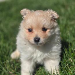 Truffle - Cream parti male Pomeranian puppy in Plainfield, Indiana from Abby's Pampered Pooches
