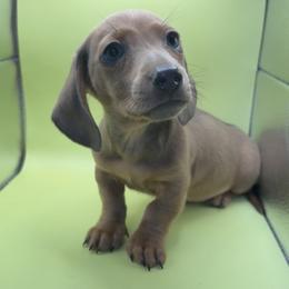 Ashen - Fawn (isabella) and tan male Dachshund puppy in Barstow, California from Kindle & Burrow Dachshunds