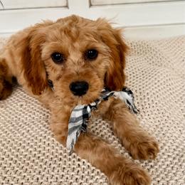 Rusty - Apricot male Cavapoo puppy in Preston, Idaho from Shaffer Top Notch Puppies