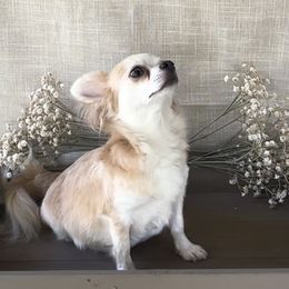 Myrtle - Chihuahua