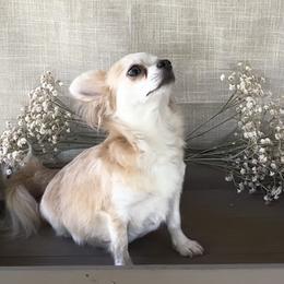 Myrtle - Chihuahua
