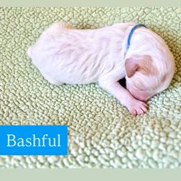Bashful - Parti male Goldendoodle puppy in Stockton, California from Port City Doodles