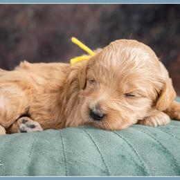 Girl 2 - female Bernedoodle puppy in Connersville, Indiana from Deaz Doodle Ranch