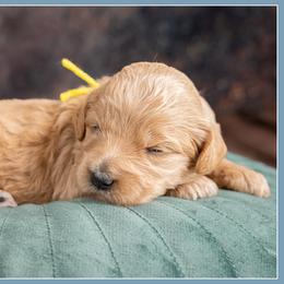 Girl 2 - female Bernedoodle puppy in Connersville, Indiana from Deaz Doodle Ranch