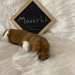 Maverick-black collar-2500 - Chocolate male Dachshund puppy in Great Bend, Pennsylvania from Dashing Doxies