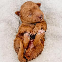 Elton - Red  male Goldendoodle puppy in Iola, Texas from Supreme Doodles of Texas