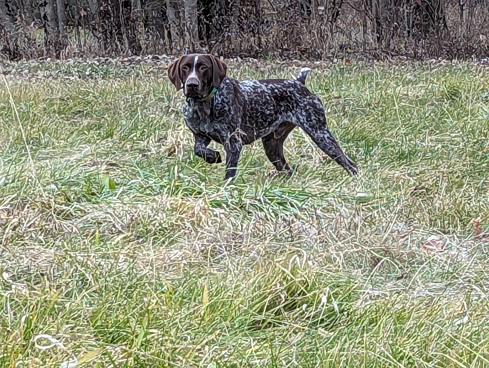 Beau