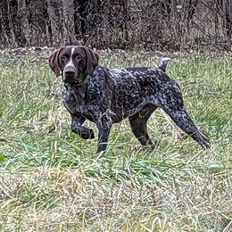 Beau - German Shorthaired Pointer