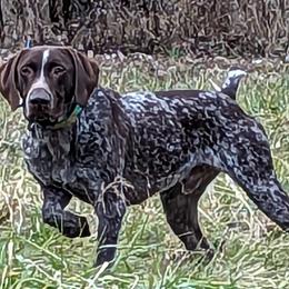 Beau - German Shorthaired Pointer