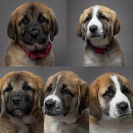 Anatolian Shepherd Dog Puppies from Fiddler’s Dream Anatolians