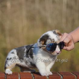 American Corgi and Pembroke Welsh Corgi Puppies from Magnolia Creek Corgis