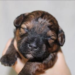 Gary - Brindle male Shihpoo puppy in Mifflintown, Pennsylvania from Curls & Paws Canines