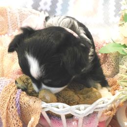 Chihuahua Puppies from Fine Whines & Lickers