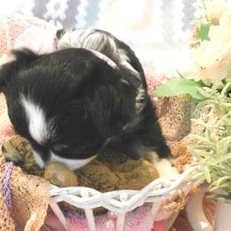 Chihuahua Puppies from Fine Whines & Lickers