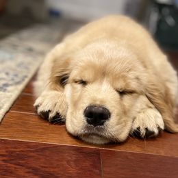 Golden Retriever Puppies from Manor House Goldens