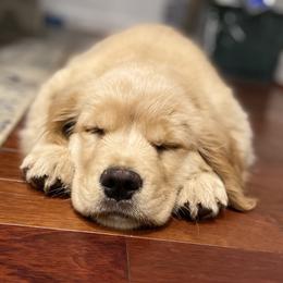 Golden Retriever Puppies from Manor House Goldens