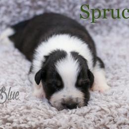 Australian Shepherd, Miniature American Shepherd, Miniature Australian Shepherd, and Toy Australian Shepherd Puppies from Painted Blue Aussies