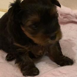 Boy 1 - Black and tan Yorkshire Terrier puppy in Paris, Tennessee from Nolan’s Yorkie Farm