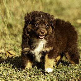 Girl 1 - Black tri female Miniature American Shepherd puppy in Franklinville, North Carolina from Fine Hill Miniature Americans