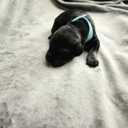 Boy 4 - male Schnoodle puppy in Tucson, Arizona from Smart Schnauzers & Schnoodles