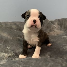 Mako - Black brindle and white Boston Terrier puppy in Jupiter, Florida from CJM Boston and Boxer Puppies