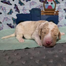 Donald - Parti male Labradoodle puppy in Weatherford, Texas from Oodles of poodles and doodles