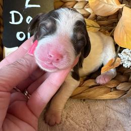 Jolene - Brown and white female Bernedoodle puppy in Scottsville, Kentucky from Barren River Bernedoodles and Poodles