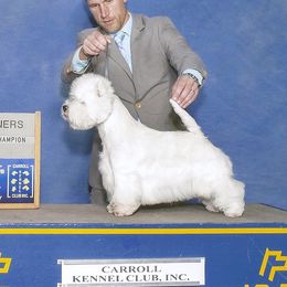Juana - West Highland White Terrier