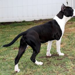 American Staffordshire Terrier Puppies from Diane Guilmette